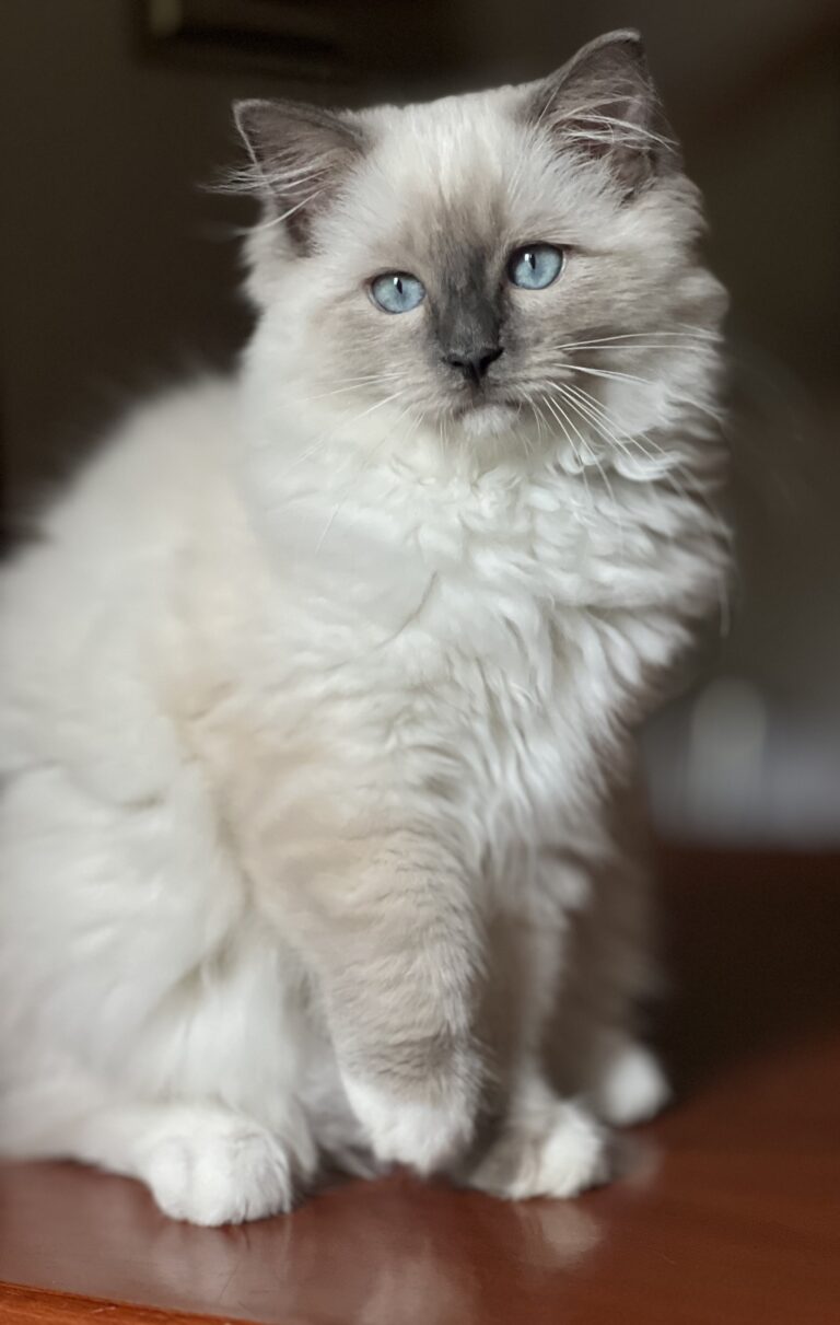 Femmina blue mitted in valutazione